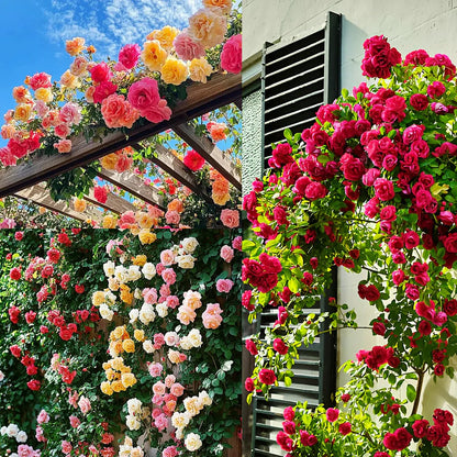 🌸✨SkyBloom Roses – Elegant Climbing Seeds🌹🌿-8QY1