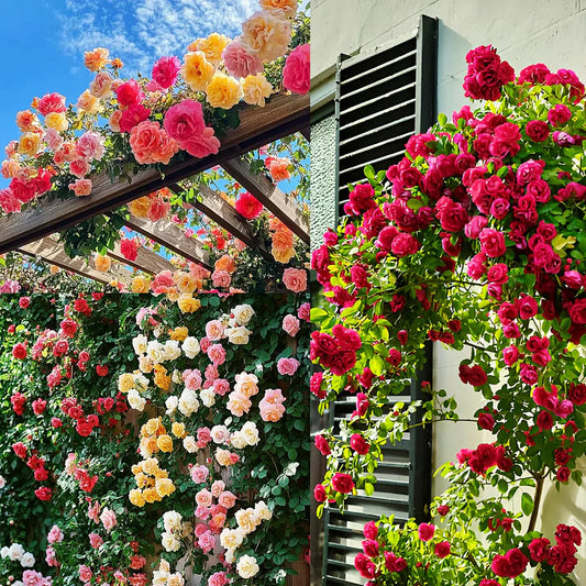 🌸✨SkyBloom Roses – Elegant Climbing Seeds🌹🌿-8QY1