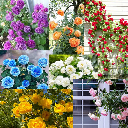 🌸✨SkyBloom Roses – Elegant Climbing Seeds🌹🌿-8QY1