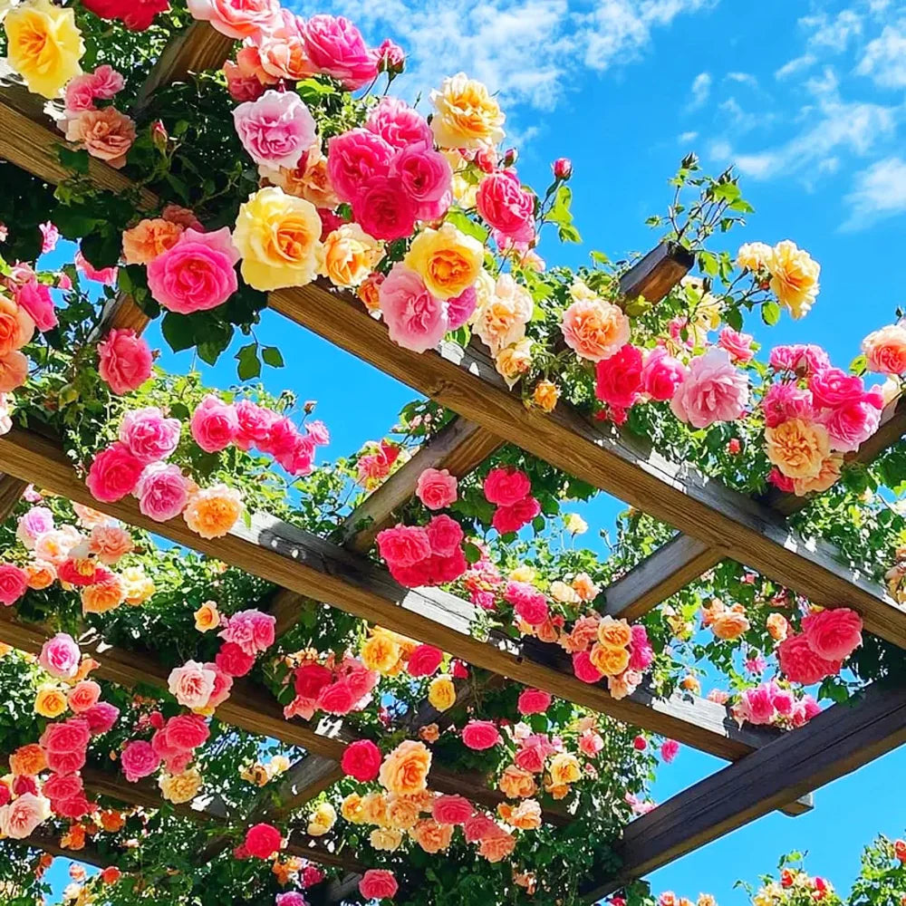 🌸✨SkyBloom Roses – Elegant Climbing Seeds🌹🌿-8QY1
