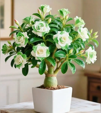 🌵 Rare Desert Rose Seeds 🌺 — Exotic Charm, Easy and Effortless Home Cultivation